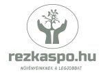 Egyedi kaspók, vázák